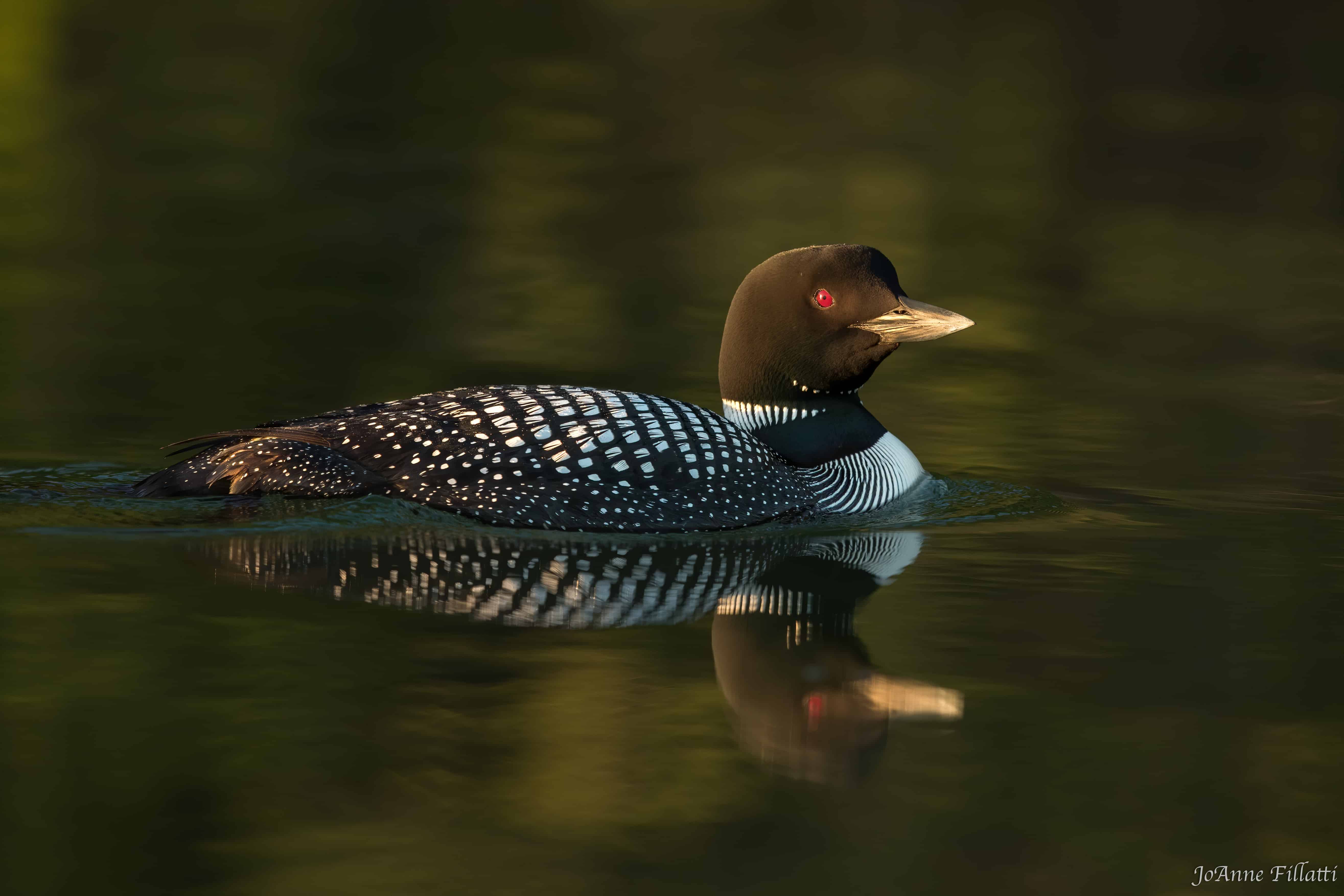 bird of british columbia image 9